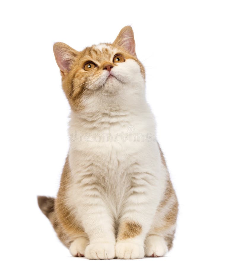 British Shorthair kitten, 3.5 months old, sitting and looking up in front of white background. British Shorthair kitten, 3.5 months old, sitting and looking up in front of white background