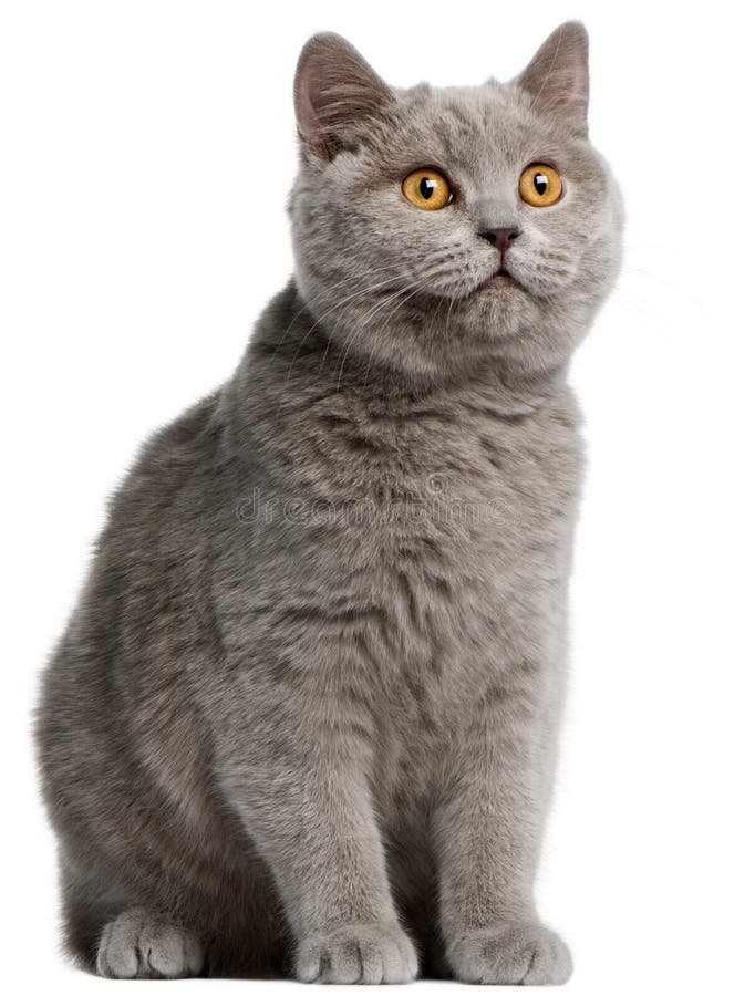 British Shorthair kitten, 5 months old, in front of white background. British Shorthair kitten, 5 months old, in front of white background