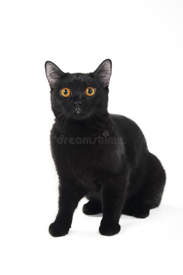 British black cat stock photo. Image of black, britisher 18010906