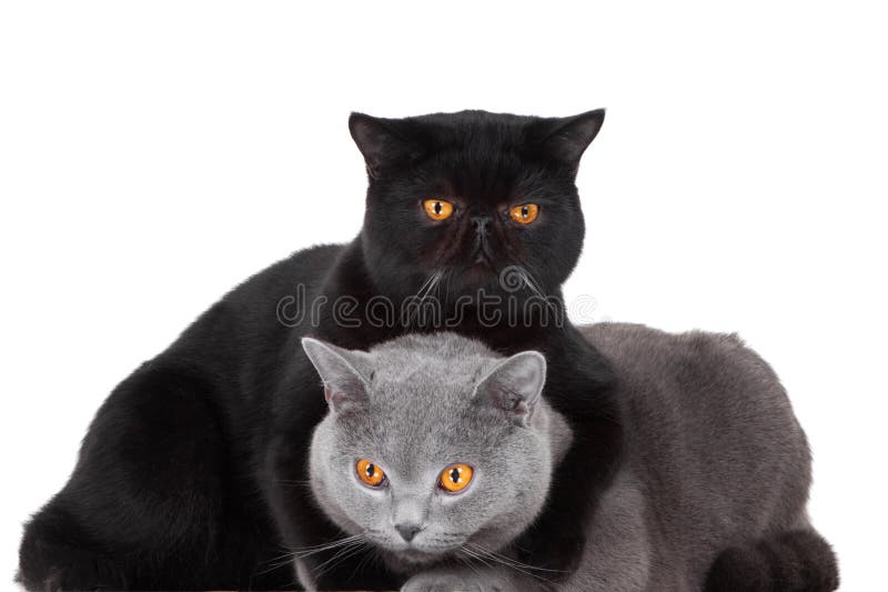 British blue and Black Persian cats