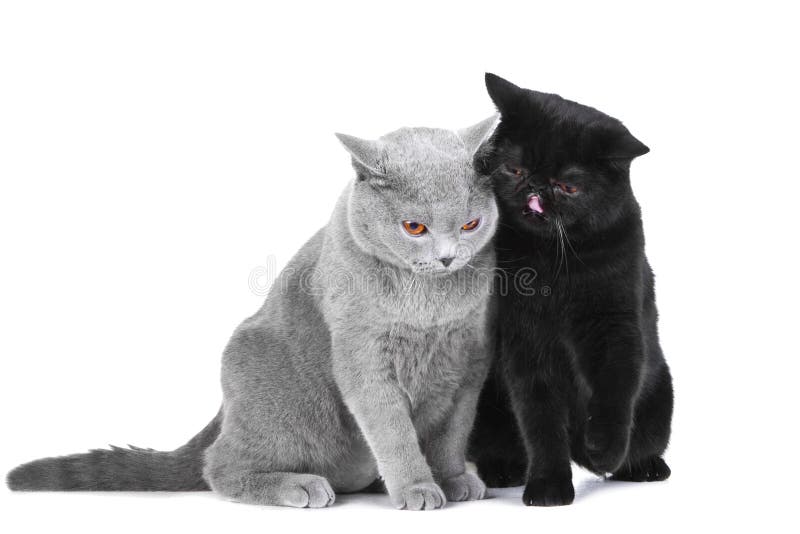 British blue and Black Persian cats