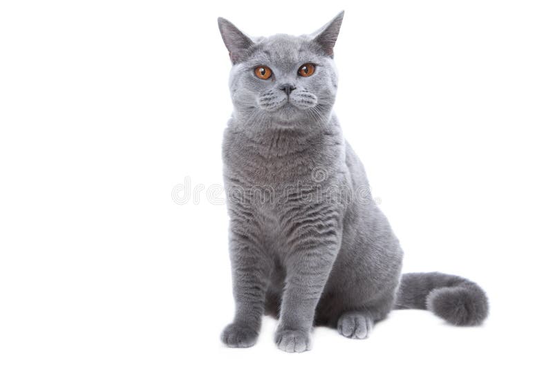 British blue cat