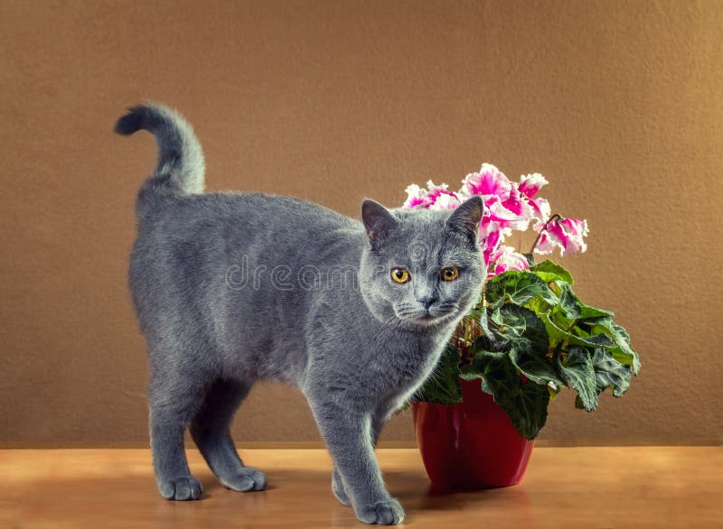 British Blue cat stock photo. Image of blue, beautiful 85409544