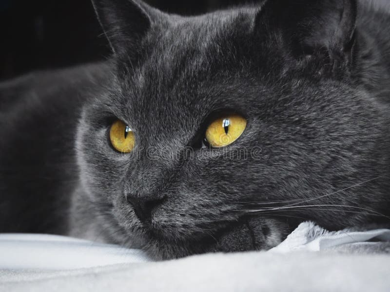 British Blue Cat with Yellow Eyes Stock Image Image of animal, beauty