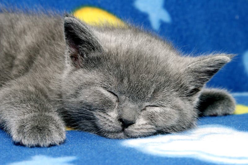 British blue kitten