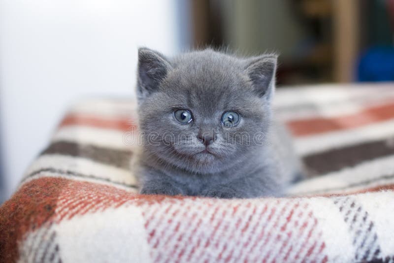 British blue Kitten. stock image. Image of beautiful 60993341