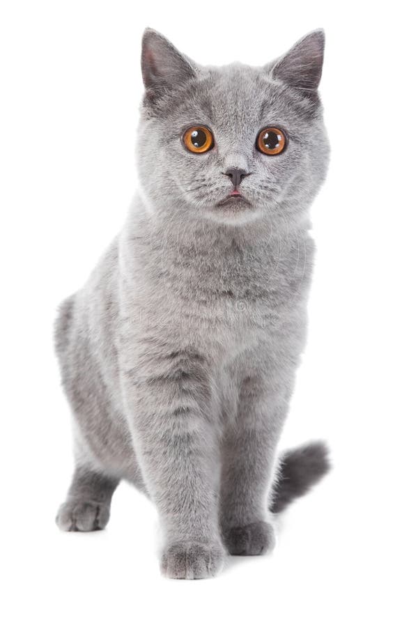 British blue kitten on white