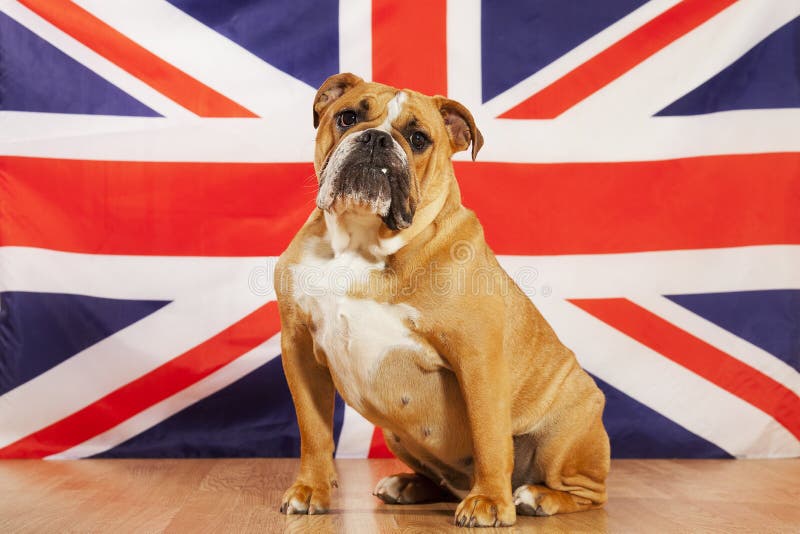 british bulldog union jack coat