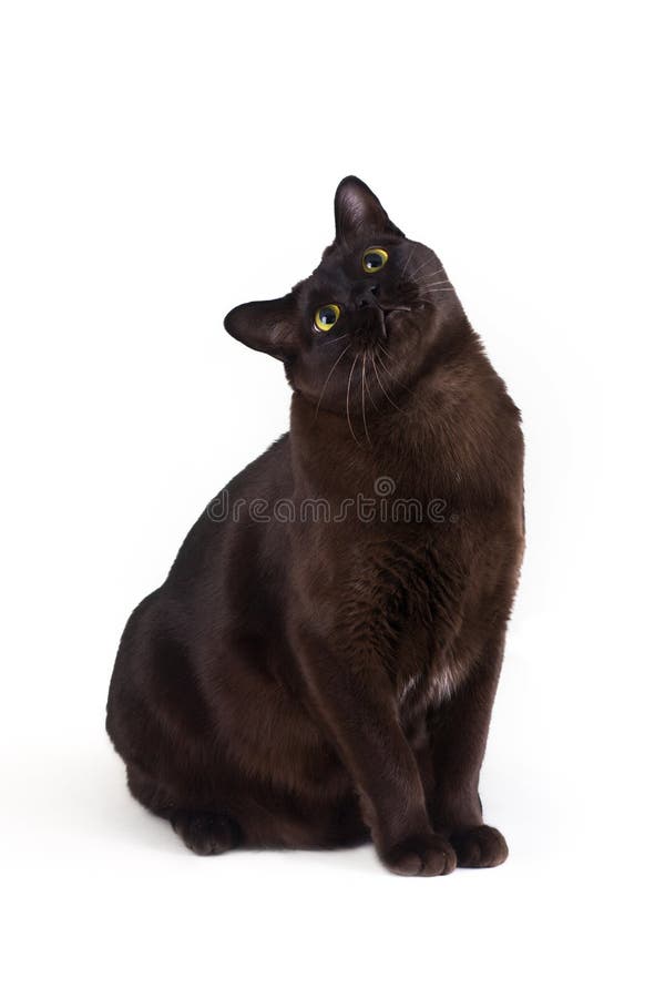 British burmese cat stock image. Image of kitten, cute 46833669