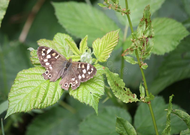 British Butterfly. stock image. Image of leaves, brown 25047143