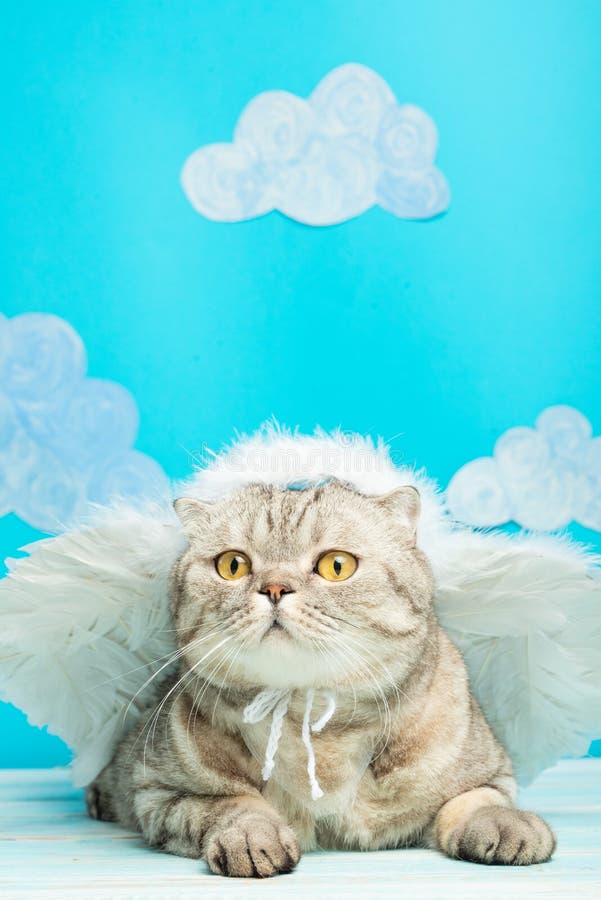 British cat with angel wings, Christmas and New Year