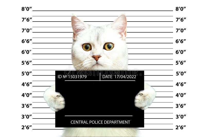 Portrait of a Funny Cat in a Police Hat and Tie Stock Photo - Image of  constable, kitten: 178698814