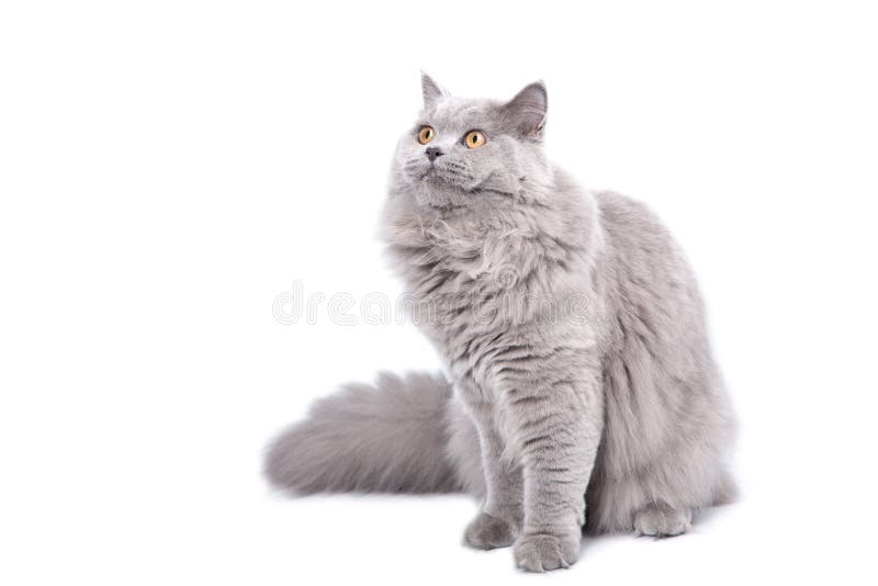 British cat looking up isolated