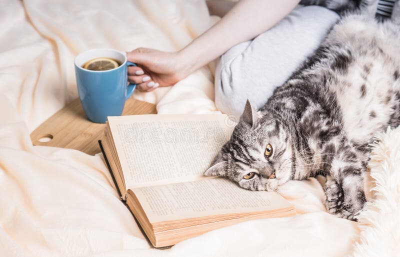 British cat lying on the book. Weekend at home concept with book and tea.