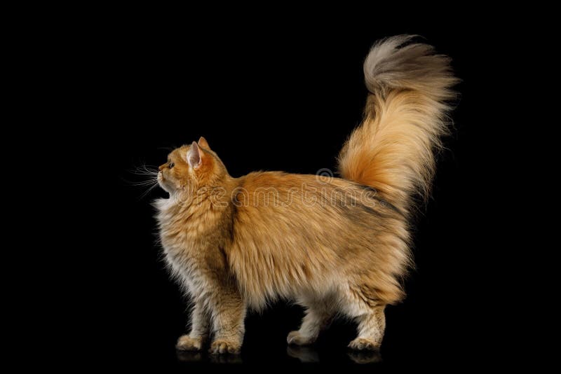 British Cat Red color with Furry hair on Isolated Black Background