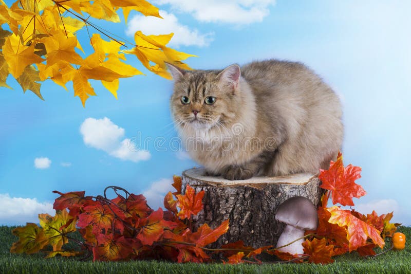 British cat is resting on a stump autumn day