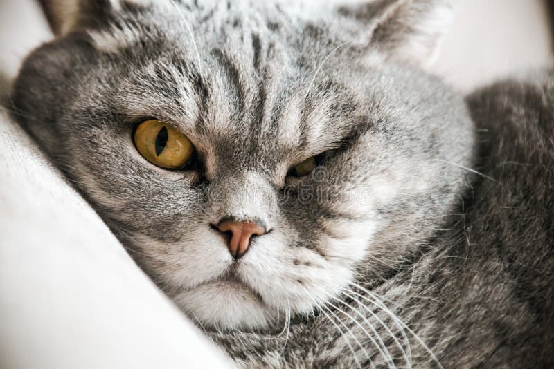 British cat is sleeping on the sofa. cat look. Focus on the eyes. vignetting conceived as an artistic effect. Vignetting conceived stock images, royalty-free photos and pictures