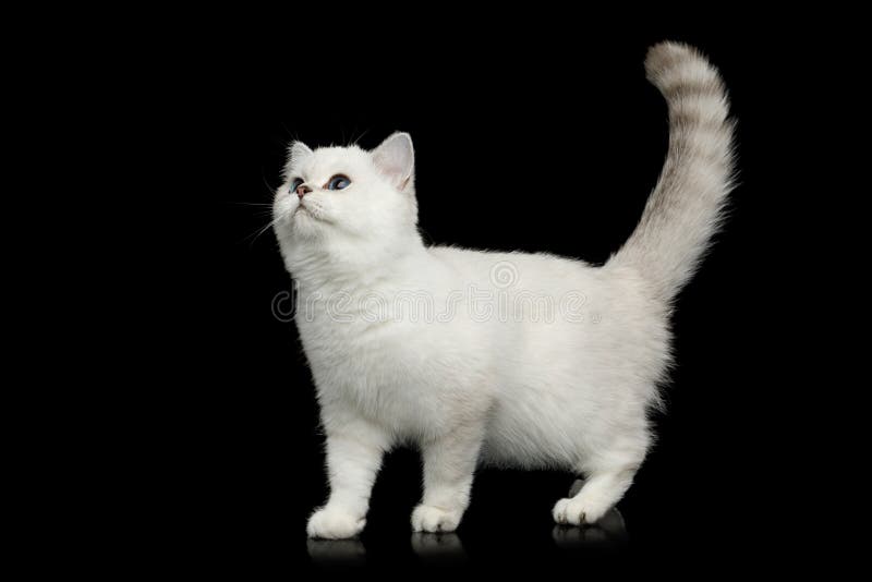 British Cat white color with blue eyes on Isolated Black Background