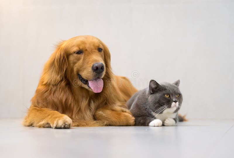 British Cats and Golden Retriever Stock Photo Image of partner, sleep 94441896