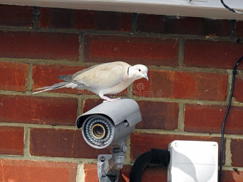 British collared dove pigeon bird birds rooftop roof urban pests pest vermin roosting nest nesting roost royalty free stock photos British collared dove pigeon bird birds rooftop roof urban pests pest vermin roosting nest nesting roost royalty free stock photos
