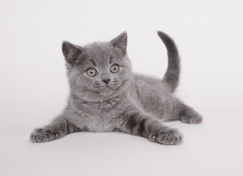 british figlarki shorthair fotografia stock british figlarki shorthair fotografia stock