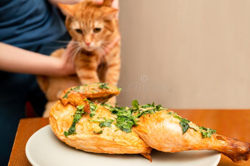 British Ginger Cat Steals Grilled Chicken from the Table Stock Photo