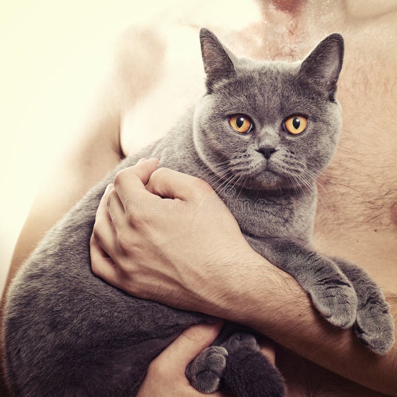 British Gray Cat Lying in the Window Stock Image Image of laziness