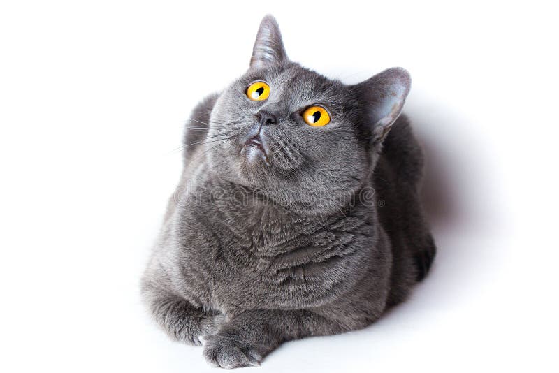 British gray shorthair cat close up on a white background