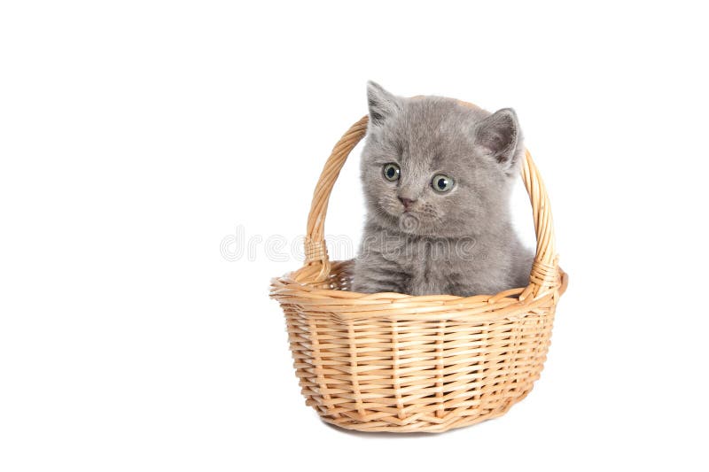 British grey short-hair kitten in a basket