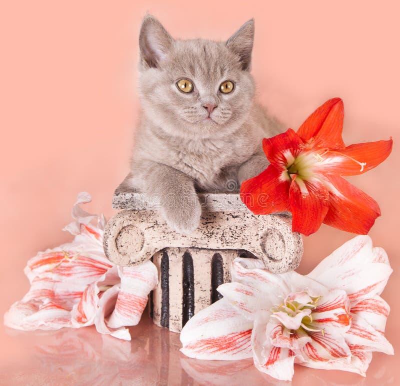 British kitten stock image