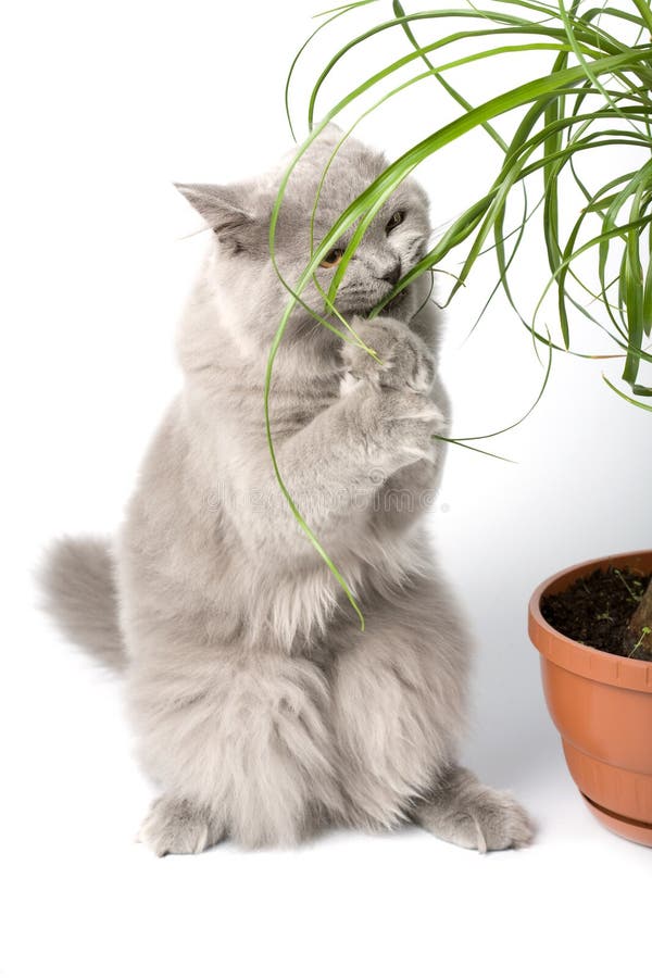 British kitten eating green plant