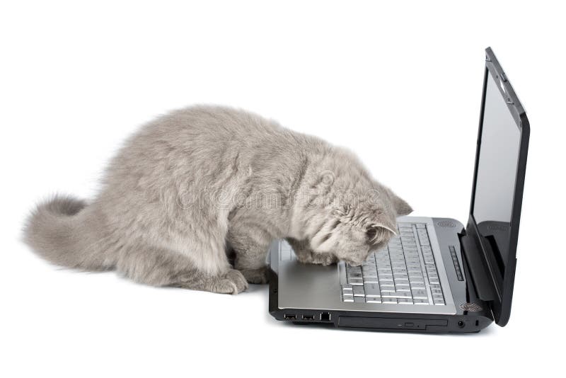 British kitten and laptop isolated