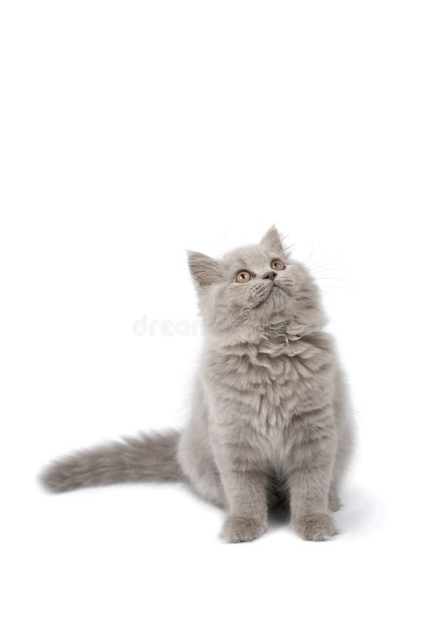 British kitten looking up isolated