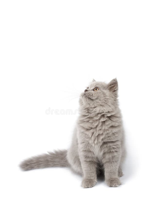 British kitten looking up isolated