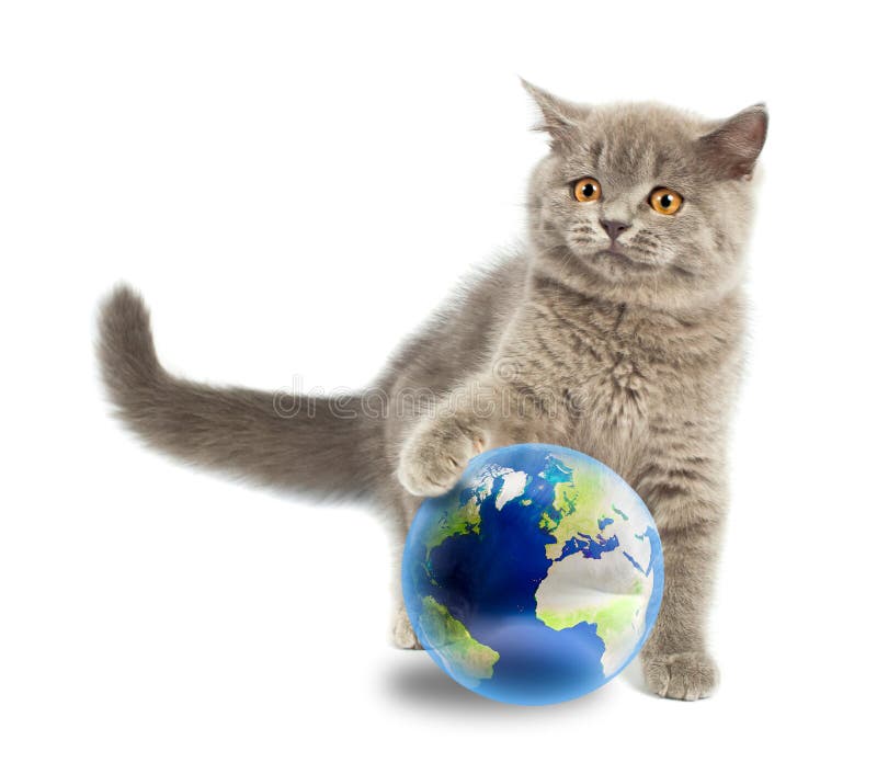 British kitten playing with earth