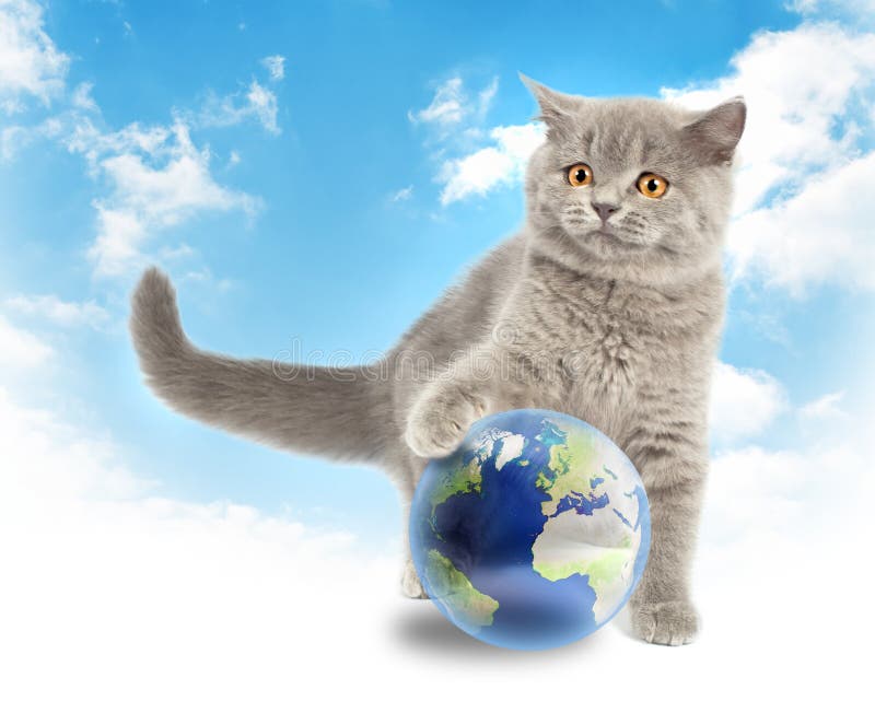 British kitten playing with earth