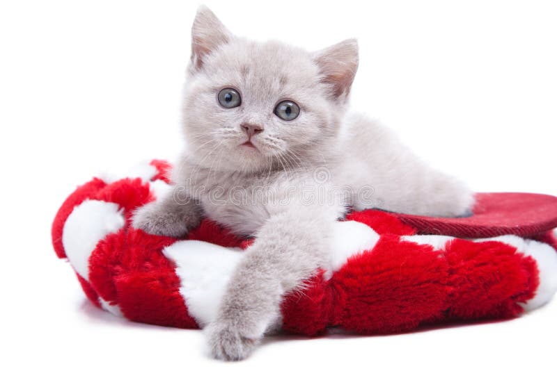 British kitten in red hat