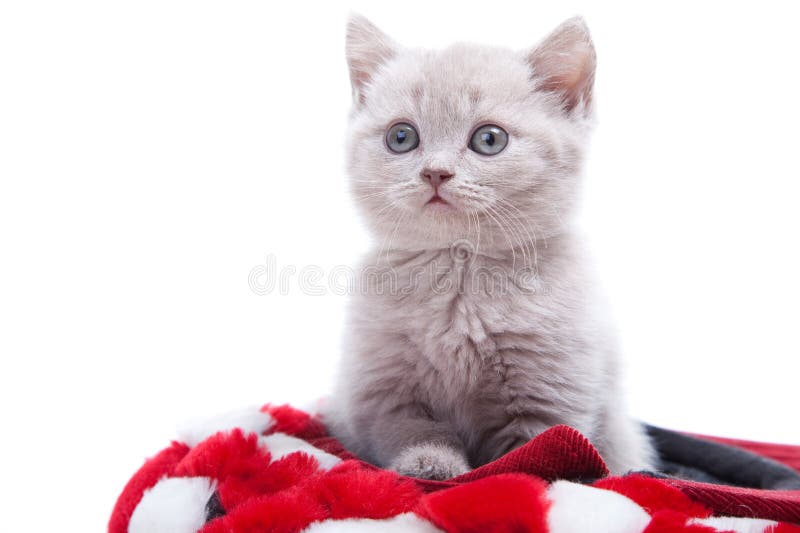 British kitten in red hat