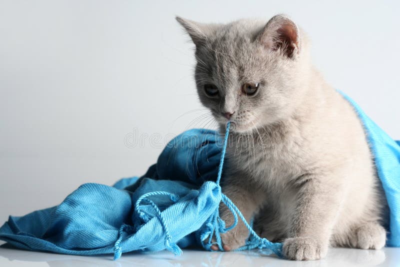 British kitten in studio