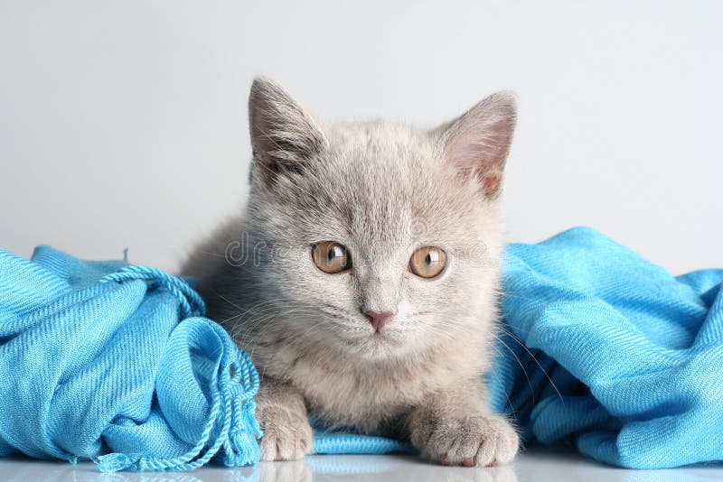 British kitten in studio