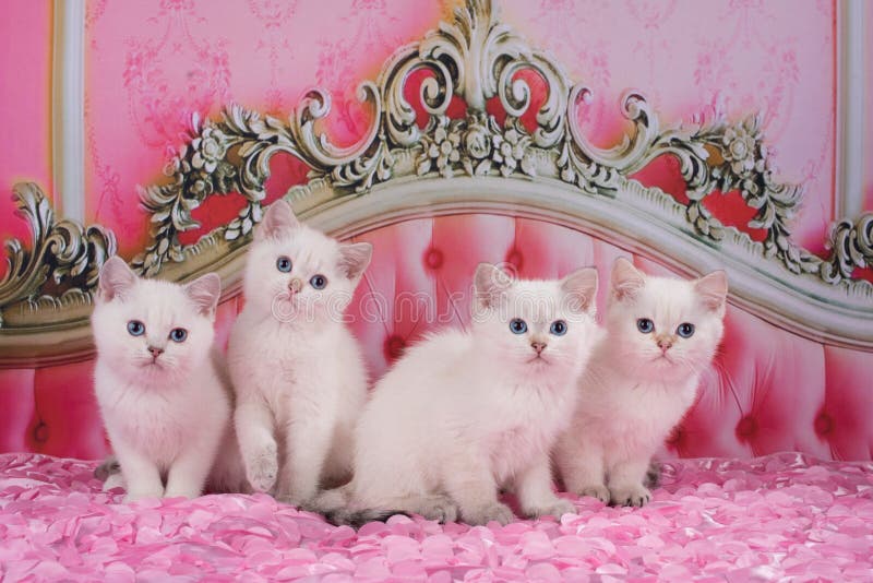 pink kitten bed