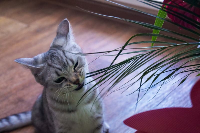 British kitty eats a bouquet stock images British kitty eats a bouquet stock images