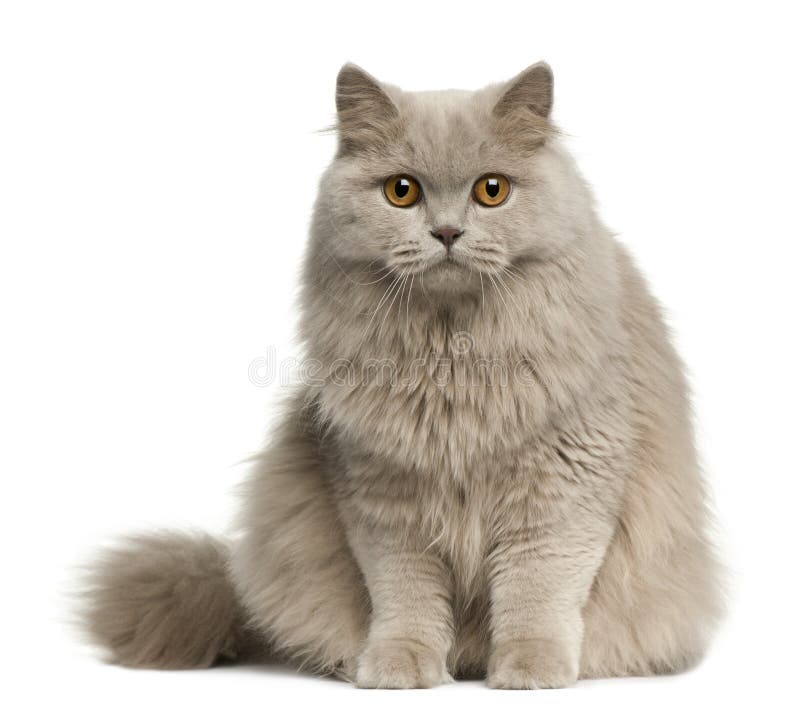 British longhair cat, 8 months old, sitting