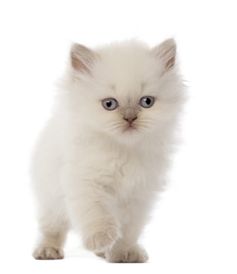 british-longhair-kitten-5-weeks-old-stock-photo-image-of-walking