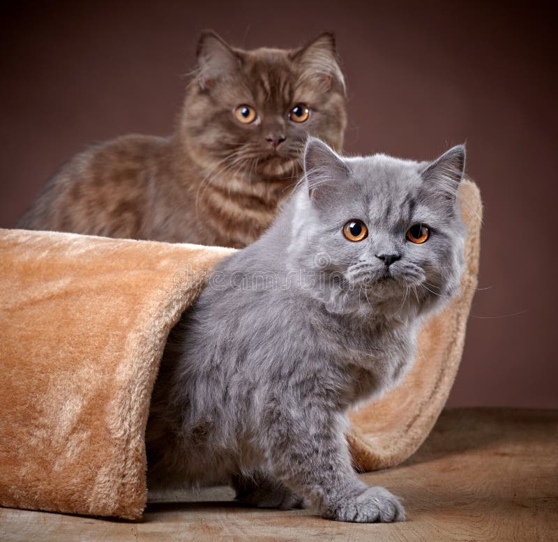 British longhair kittens stock image. Image of floor ...