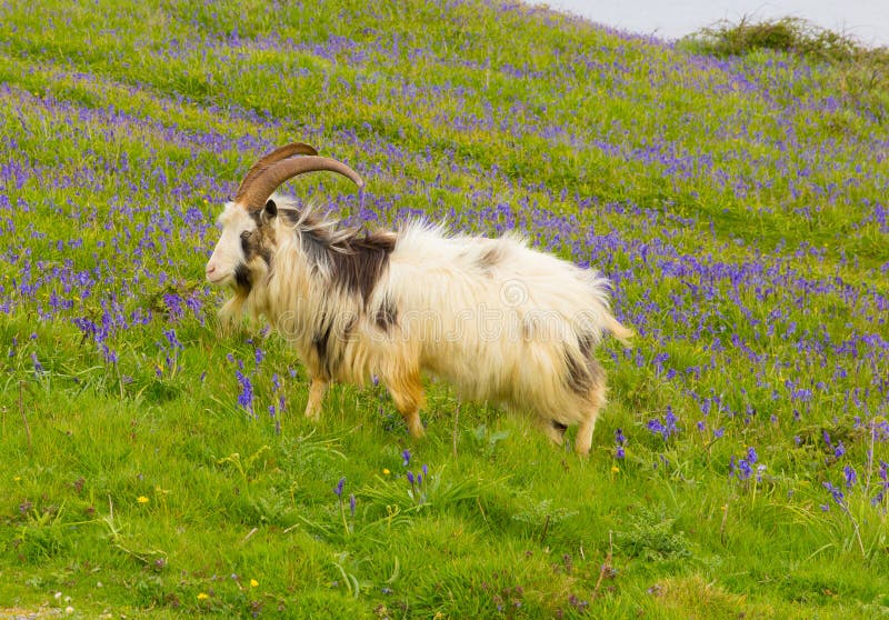 British Primitive goat - Wikipedia