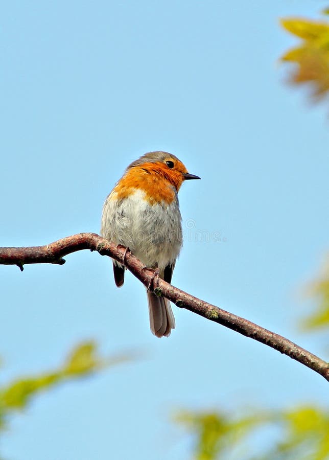 British red robin