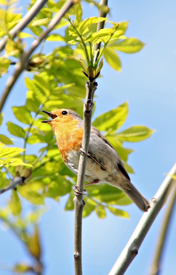 British robin singing