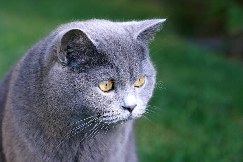 Blue British Shorthair Cat Health Issues - wide 4