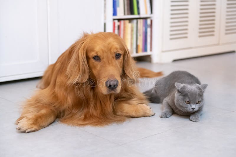 British Short Hair Cat and Golden Retriever Friendly To Get Along Stock  Photo - Image of close, partners: 115202968